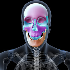 Wall Mural - human skeleton,skull system anatomy. 3d illustration