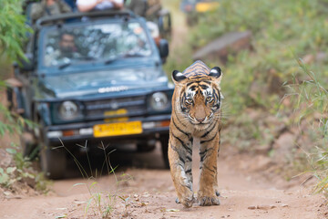 bengal tiger, mainland asian tiger - panthera tigris tigris female walking on road. photo from ranth