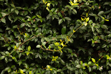 Aufkleber -  green leaves background