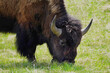 American Bison grazing in Yellowstone National Park