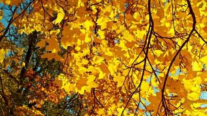 Poster - Super Slow Motion of Falling Autumn Maple Leaves. Filmed on High Speed Cinema Camera, 1000 fps.