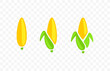 Ear corn, corn, corn cob, maize, food and meal, graphic design. Cob, sweet corn, plant, vegetable, agriculture and farming, vector design and illustration