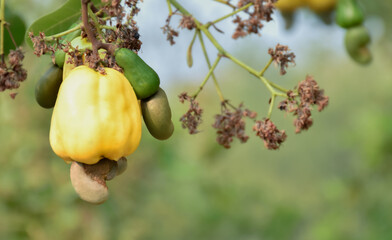 Wall Mural - Bunch of ripe and raw cashew apple hanging on cashew tree branch, soft and selective focus.