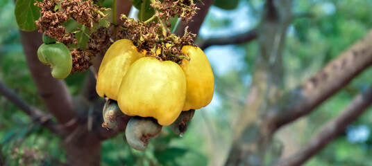 Wall Mural - Bunch of ripe and raw cashew apple hanging on cashew tree branch, soft and selective focus.