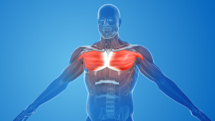 Wall Mural - Chest Pectoralis Major and Minor Muscles pain and injury