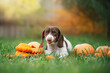 piebald dachshund cute autumn pet funny photo eating pumpkin on halloween