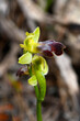 Braune Ragwurz, Doppelhalbmond-Ragwurz // sombre bee-orchid (Ophrys fusca subsp. bilunulata / Ophrys bilunulata) - Mallorca, Spain