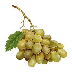 Wall Mural - bunch of white grapes fruit png isolated on a transparent background, watercolor clipart illustration