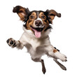 Vector image of a happy dog on a white background.