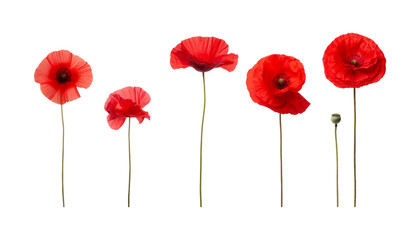 Wall Mural - red poppy flowers isolated on transparent background cutout