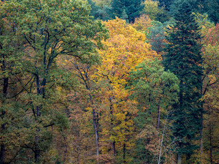 Canvas Print - Herbstwald