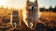 Dog and cat friends play walking outside on a meadow in the grass, friendly atmosphere, family love, peace, summer sunny day, great mood, joyful happy and smiling