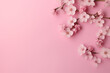 pink cherry blossoms on pink background  concept mockup