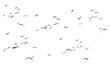 Realistic image of a flock of birds flying on a transparent background PNG.