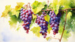 Trauben-Träumereien, Eine impressionistische Aquarellreise zu einem alten Weinstock, wo saftige Trauben in reichen Violett- und Grüntönen unter dem sanften Blau des Himmels hängen