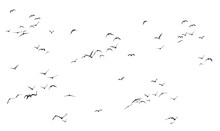 Flock Of Birds Flying
