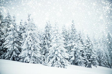 Canvas Print - magical frozen winter landscape with snow covered fir trees