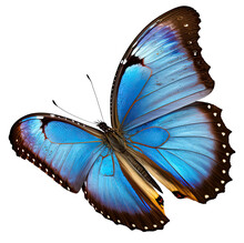 PNG Flying Blue Morpho Butterfly With Open Wings Isolated On Transparent Background