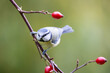 Blue Tit (Cyanistes caeruleus) perched on rose hip, with a natural green background - Yorkshire, UK in Autumn