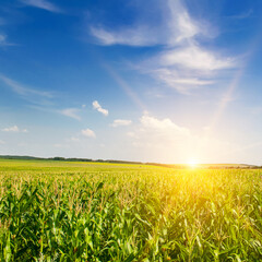 Wall Mural - Corn field and beautiful sun.