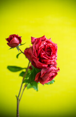 Wall Mural - Flowers of beautiful blooming red rose on green background.