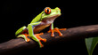 Tree frog on a branch with a black background