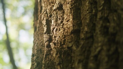 A tree in the park close up macro. Wooden trunk texture in the forest on beautiful sunny day. Nature 