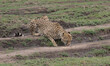 thirsty cheetah kneeling down on the ground by a dirt road drinking water from a puddle in the wild masai mara, kenya