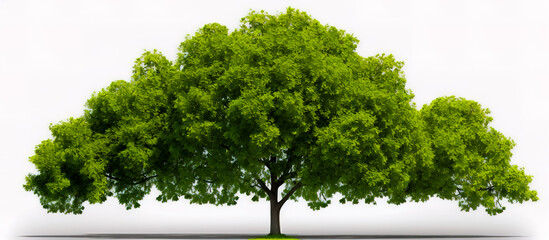 Green tree isolated on white background.