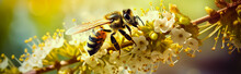 Honey Bee Worker Collecting Pollen From Blossom Plants. Macro Shoot.