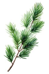 Poster - A beautiful watercolor painting of a pine tree branch. This artwork captures the delicate details and vibrant colors of nature. Perfect for adding a touch of nature to any space.
