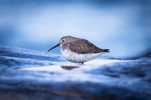 Peaceful Dunlin At Blue Hour