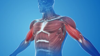 Wall Mural - Biceps muscle pain and injury