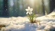 A sunlit snowdrop in a snow-covered landscape, surrounded by the serenity of a winter wonderland.