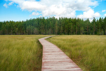 A Picturesque Wooden Walking Path Through A Swamp With Tall Grass In Summer.Quiet Nature Trail, Beautiful Landscape