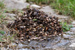 © Pat dream - A mountain of dead bugs in the garden of a house during the autumn period. Scientific name Halyomorpha halys.