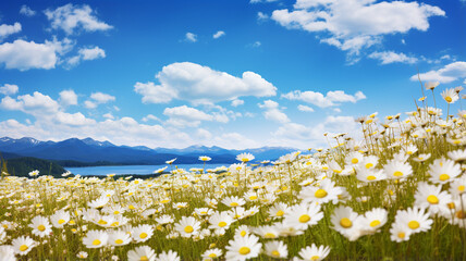 Wall Mural - field of daisy flowers in summer