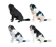 Newfoundland dog drawing. Cute dog characters in a sitting pose, designs for prints adorable and cute cartoon vector sets, in different poses. All popular colors. Stickers collection, black and white.