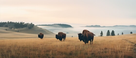 Wall Mural - Three bison walking across a field with fog in the background. Generative AI.