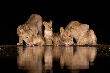 two lionesses with three cubs drinking at night
