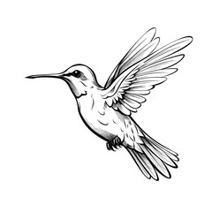 Canvas Print - Hand Drawn Sketch Hummingbird Illustration