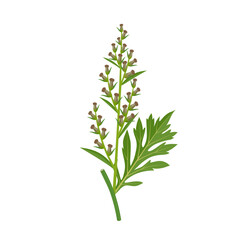 Wall Mural - Vector illustration, Artemisia vulgaris, or common mugwort, isolated on white background.