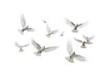 white doves in flight