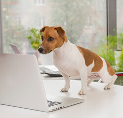 Wall Mural - dog in the office with a laptop