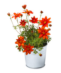 Canvas Print - Beautiful bidens ferulifolia flowers in metal pot isolated on white