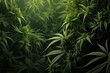 weed background cannabis ganja hemp plant organic green wild growing medicine farm medicals leaf farming natural grow greenhouse growth