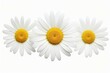 daisy flower isolated white background package design element chamomile cosmetic plant inflorescence composition gerber herbal infusion therapy fresh macro leaf bouquet blossom medicals tea head