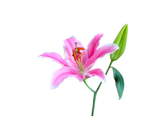 Wall Mural - Colorful inflorescence pink lily flower blooming with bud and green leaf isolated on white background , clipping path