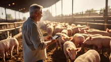 Farmer With A Tablet In His Hands Is Checking The Health Of The Pigs And Taking Notes At Pig Farm.