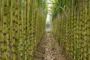 Sticker - Sugarcane plants grow in field